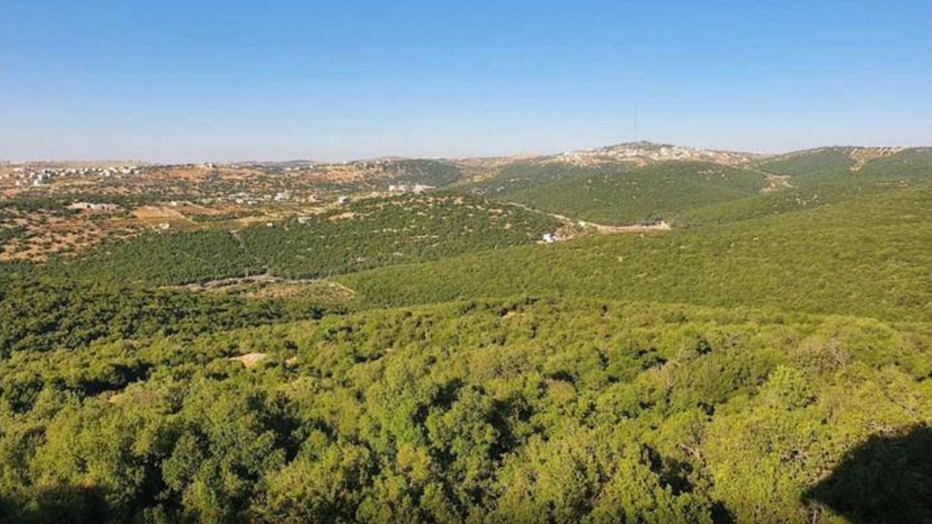 عجلون: توسع في مشروعات التحريج لتعزيز الاستدامة البيئية