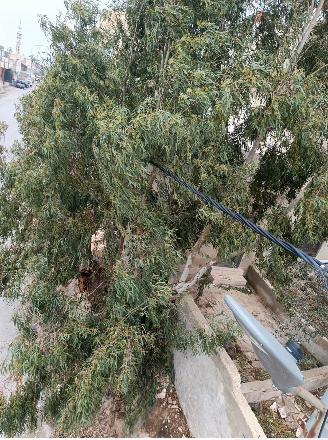 كهرباء إربد تنفذ كشفًا ميدانيًا على مواقع الأشجار المتداخلة مع الشبكة الكهربائية