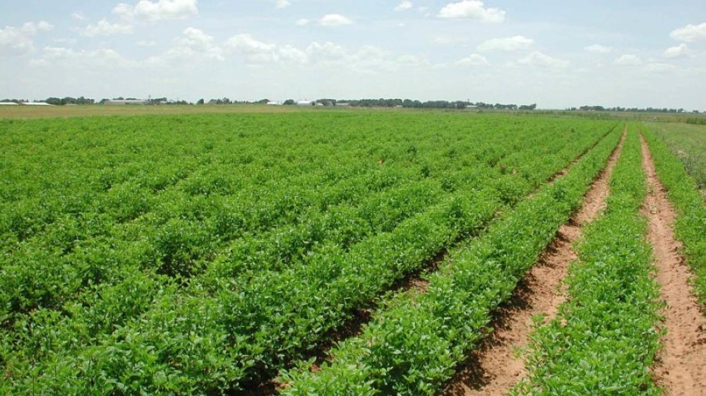 مزارعون في الكرك: متفائلون بتحسن الموسم