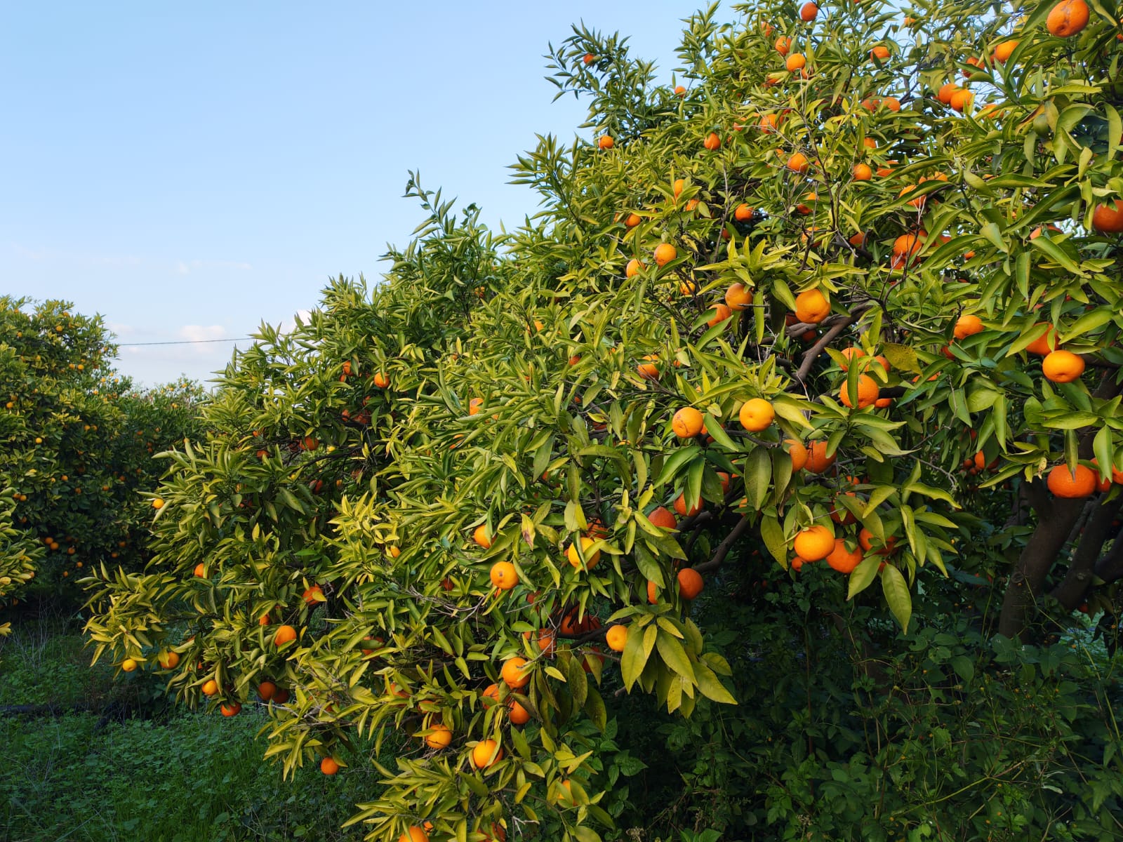 الأمطار تحسن جودة ثمار الحمضيات في الأغوار الشمالية