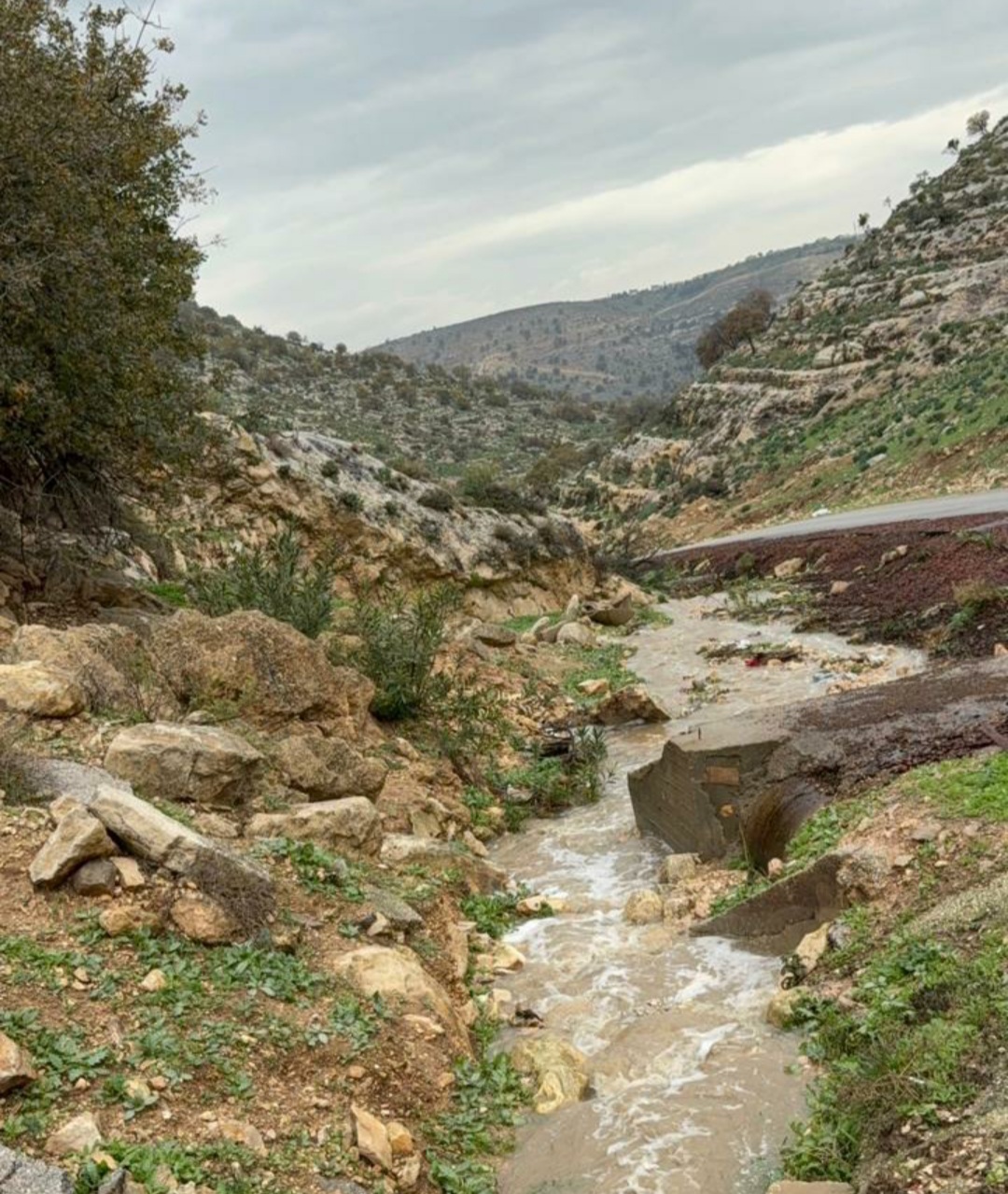 عبيدات: المنخفضات الجوية الحالية ذات أثر إيجابي على الزراعة في إربد