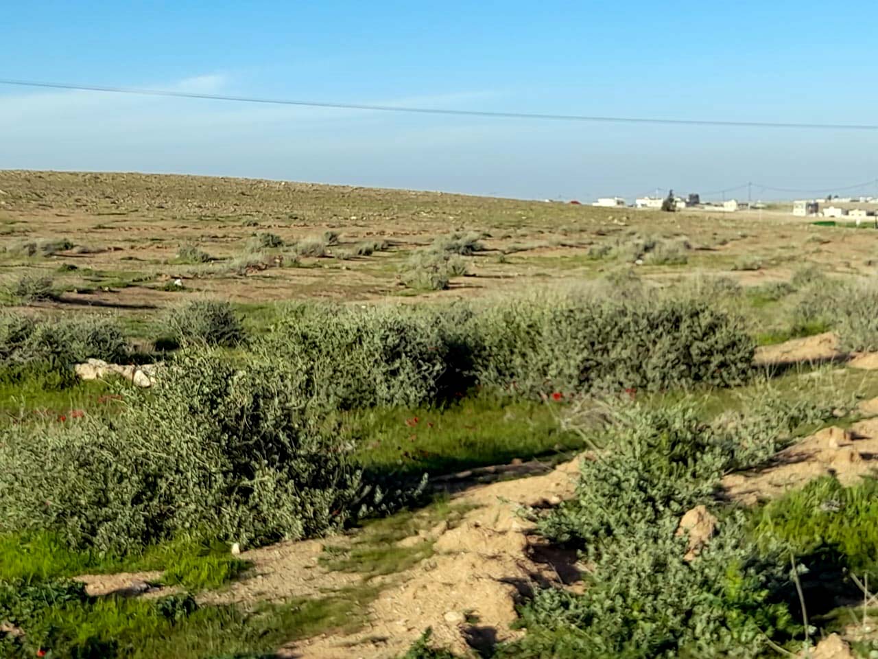 محمية صرة الطبيعية في المفرق تتوشح بالغطاء الأخضر بعد سنين الجفاف