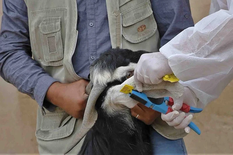 ترقيم 43 ألف رأس من الماشية إلكترونيا في البادية الشمالية الغربية