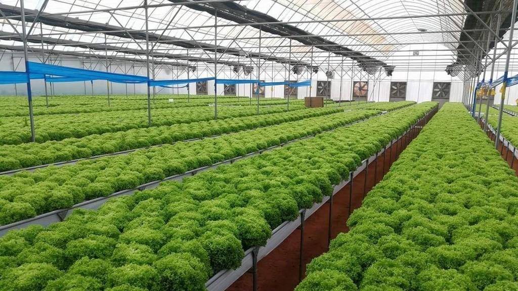 زراعة الكورة تدعو المزارعين لأخذ الاحتياطات لحماية مزروعاتهم من الصقيع