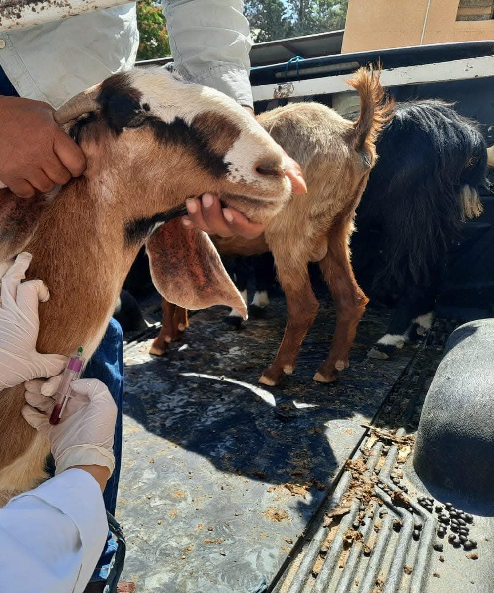 ترقيم زهاء 5890 رأس ماشية إلكترونيا في الطفيلة