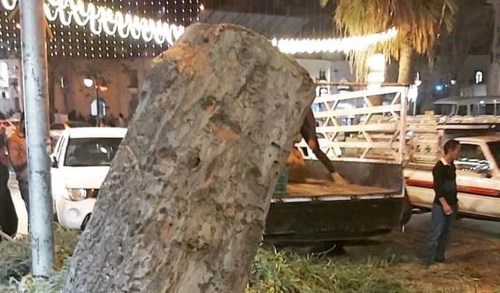 مديرية الحراج تقلم 100 ألف شجرة لمنع تعارضها مع شبكات الكهرباء