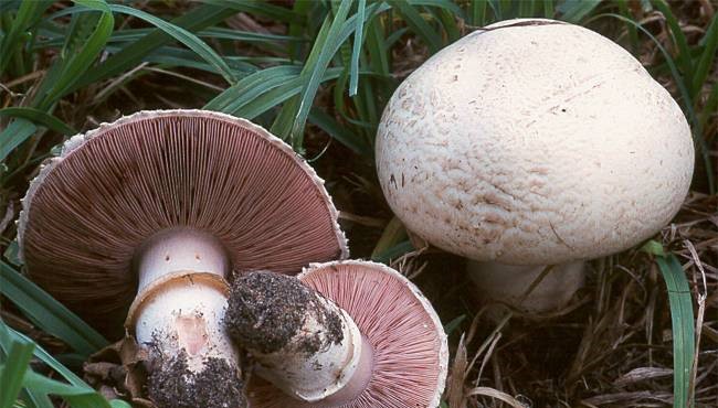 تحذيرات من تناول الفطر البري قبل فحصه