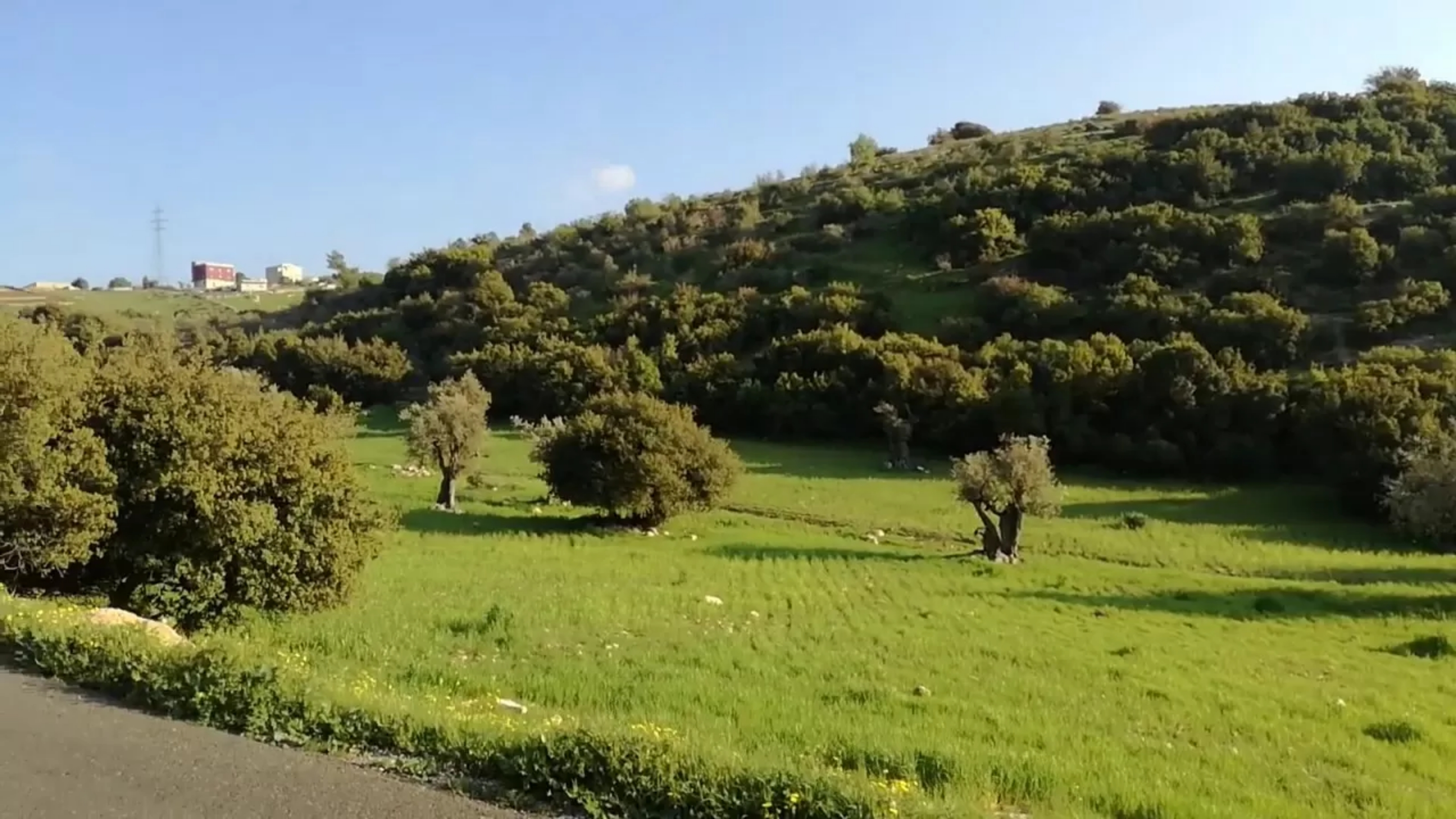 إجراءات إدارية وتنظيمية مشددة لتعزيز حماية الثروة الحرجية في الكورة