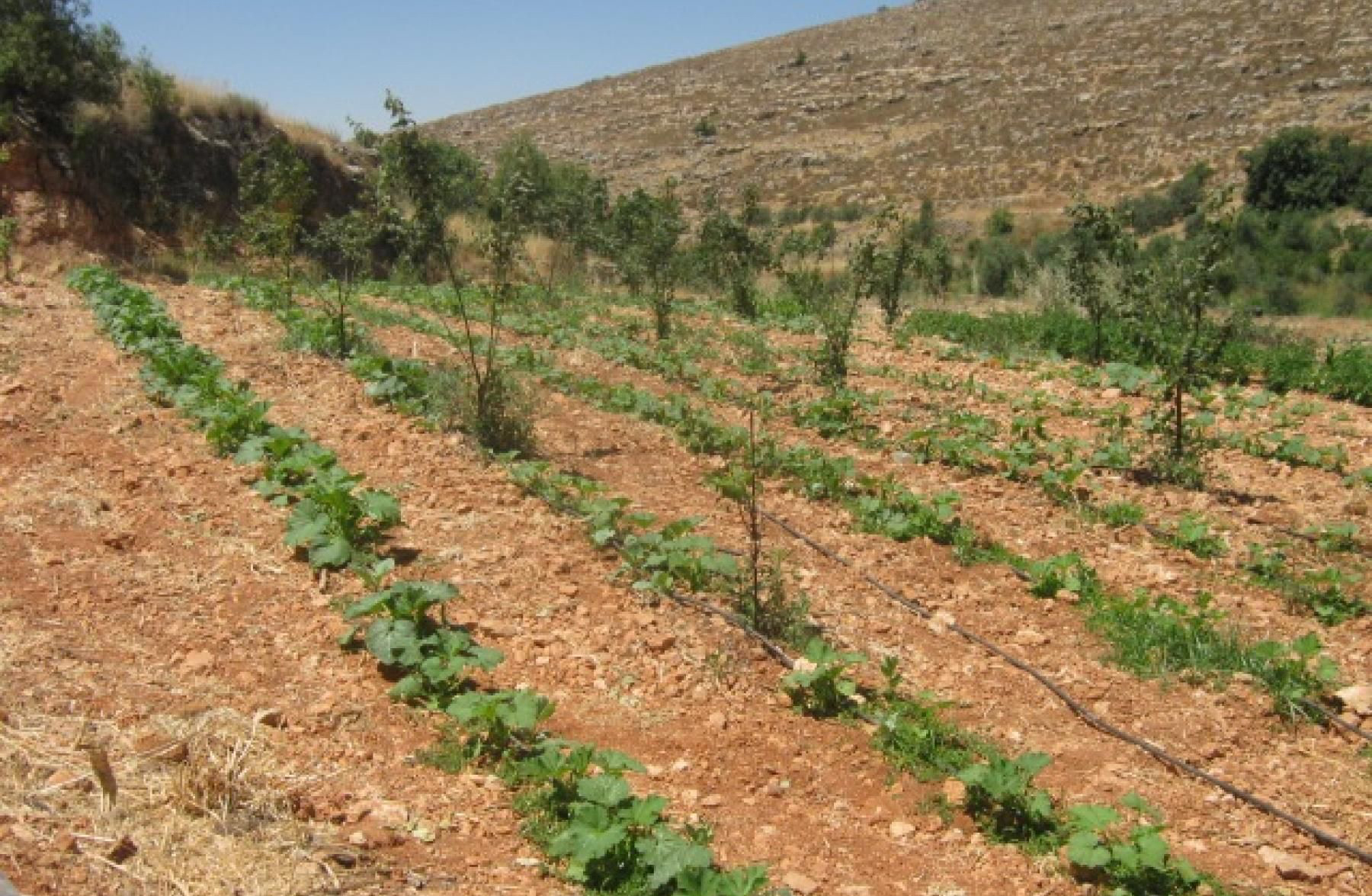 الشجرة في يومها.. قصص نجاح من أجل أردن أخضر