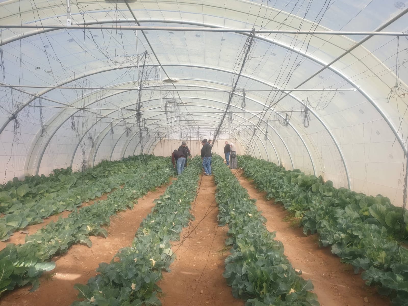 زراعة الطفيلة تدعو المزارعين لحراثة أراضيهم للاستفادة من مياه الأمطار