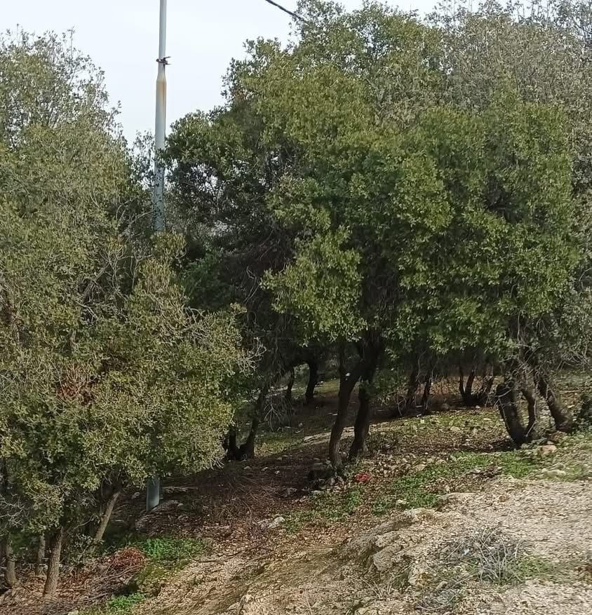 وزارة البيئة تنفذ حملة نظافة في غابات جلعد بالبلقاء