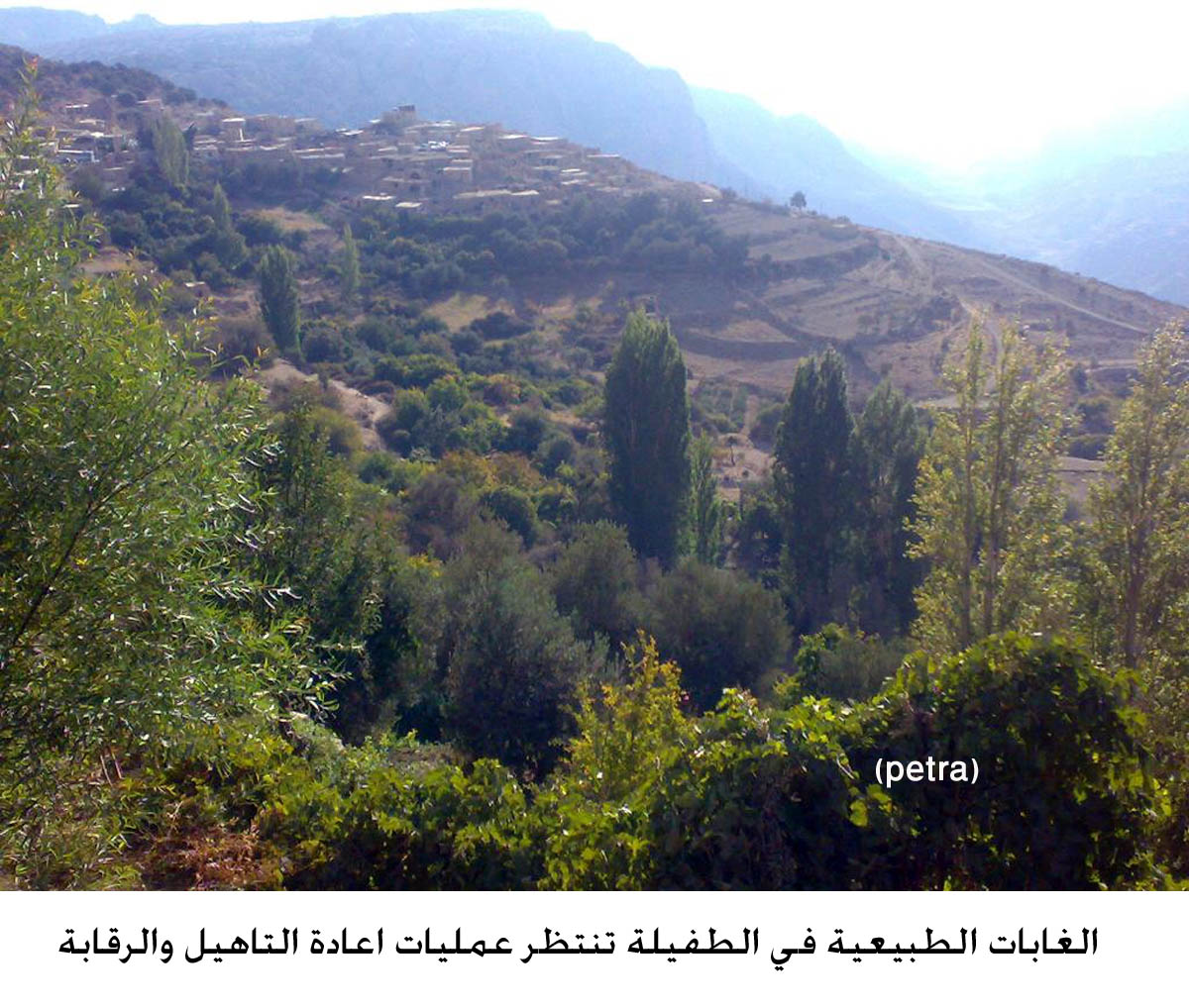 الغابات الطبيعية في الطفيلة تنتظر عمليات اعادة التاهيل والرقابة