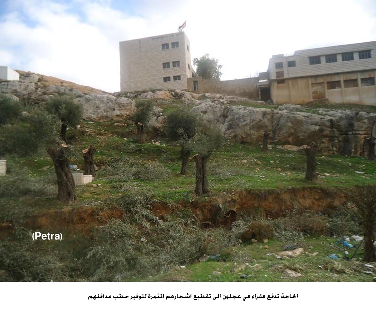 الحاجة تدفع فقراء في عجلون الى تقطيع اشجارهم المثمرة لتوفير حطب مدافئهم