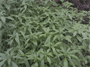 طقس بارد وأمطار متفرقة حتى الأربعاء