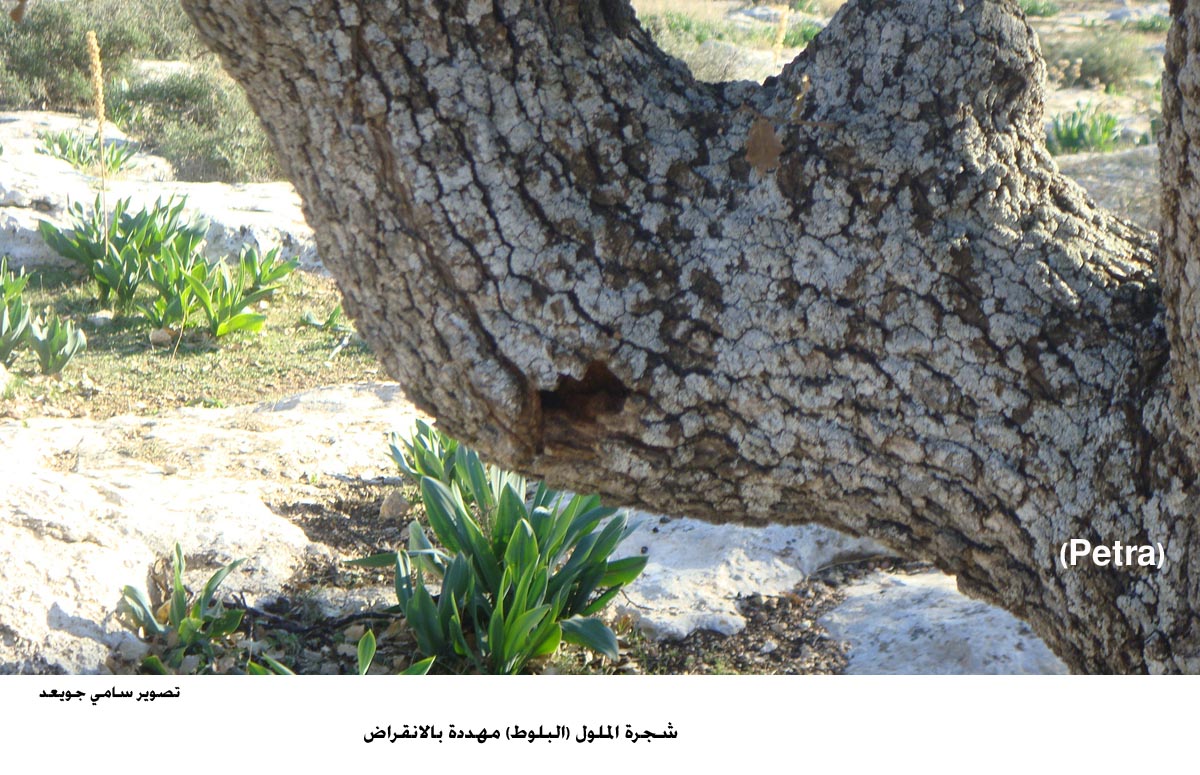 مطالبة بتنفيذ حملة وطنية لانقاذ اشجار البلوط من الانقراض