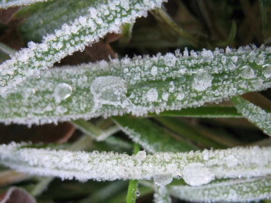 "زراعة وادي الاردن" تحذر المزارعين من خطر تشكل الصقيع خلال الايام المقبلة