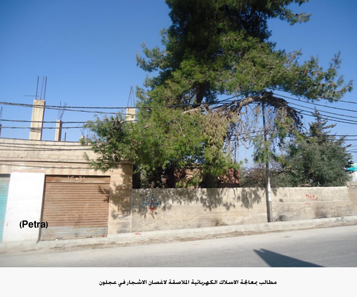 مطالب بمعالجة الاسلاك الكهربائية الملاصقة لاغصان الاشجار في عجلون