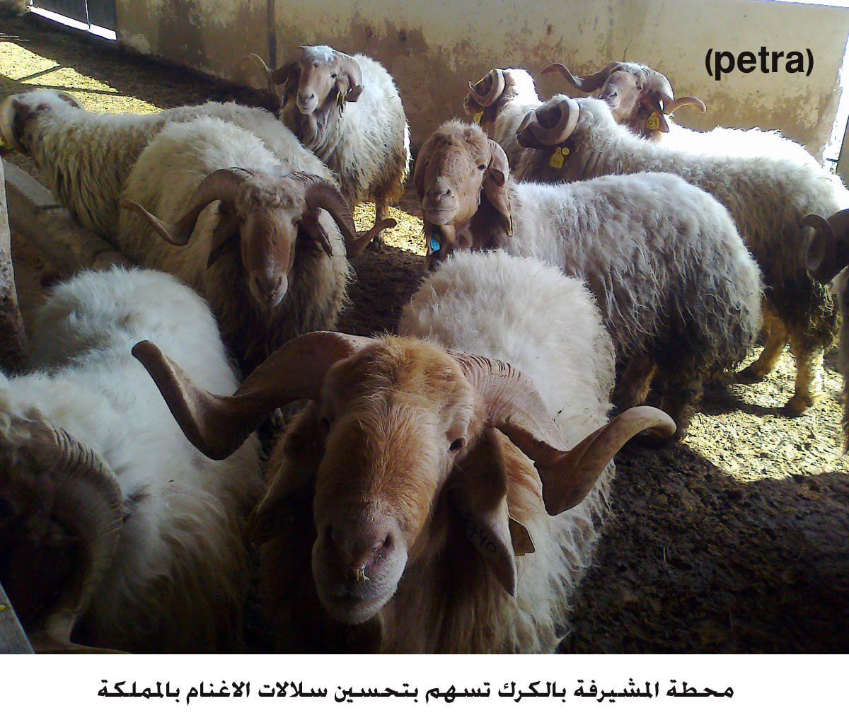 محطة المشيرفة بالكرك تسهم بتحسين سلالات الاغنام بالمملكة