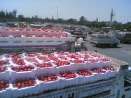 الزراعة : السعودية تبدأ باستيراد البندورة الاردنية