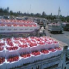 Saudi Arabia imports Jordanian tomatoes