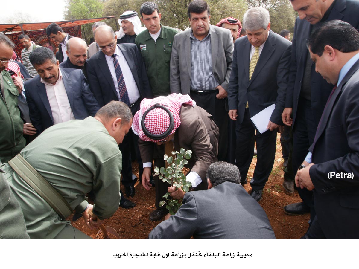 مديرية زراعة البلقاء تحتفل بزراعة اول غابة لشجرة الخروب