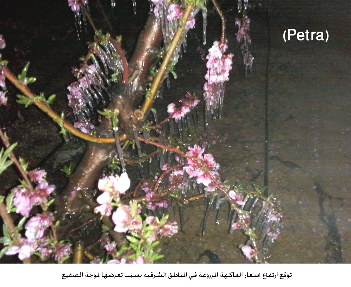 توقع ارتفاع اسعار الفاكهة المزروعة في المناطق الشرقية