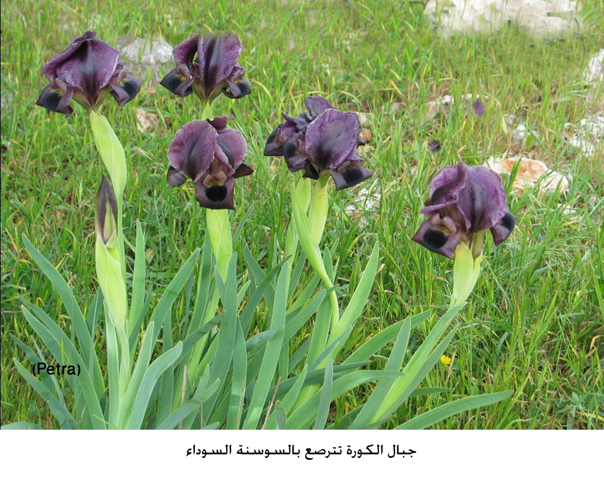 جبال الكورة تترصع بالسوسنة السوداء