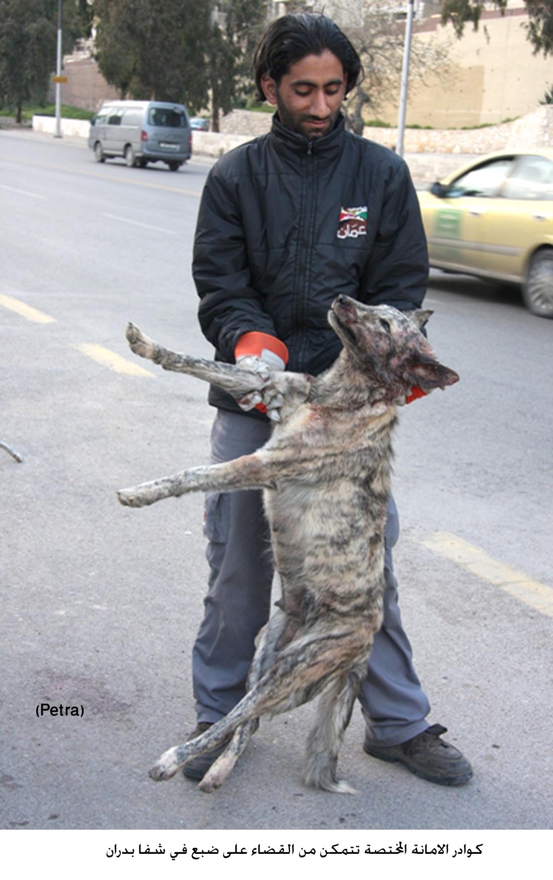 قتل ضبع في شفا بدران