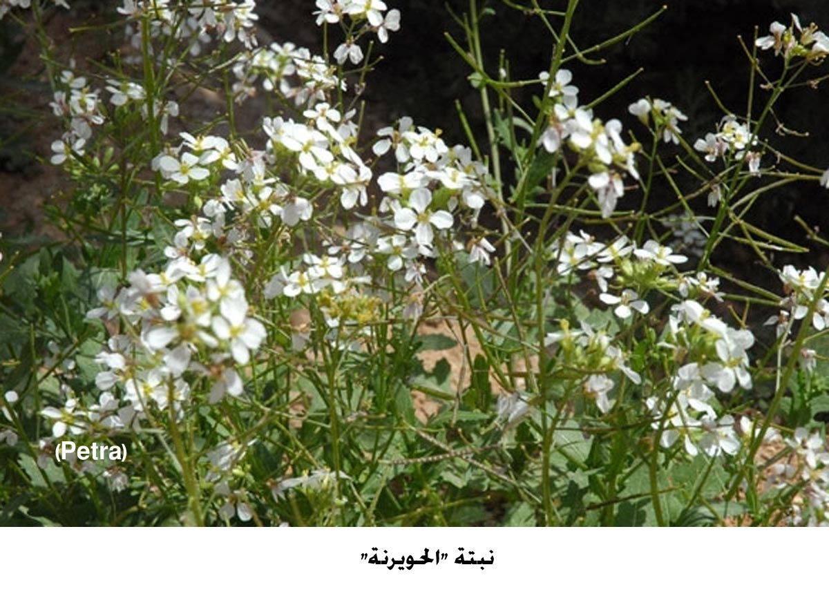 دراسة تكشف خصائص نبتة "الحويرنة" كمضاد للبكتيريا والفطريات (مصور)