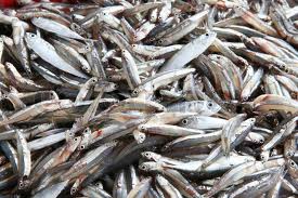 ارتفاع كميات انتاج الاسماك 15 بالمئة في 2011