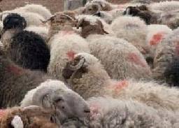 اهالي خريبة السوق يعانون من انشار ظاهرة حظائر الاغنام