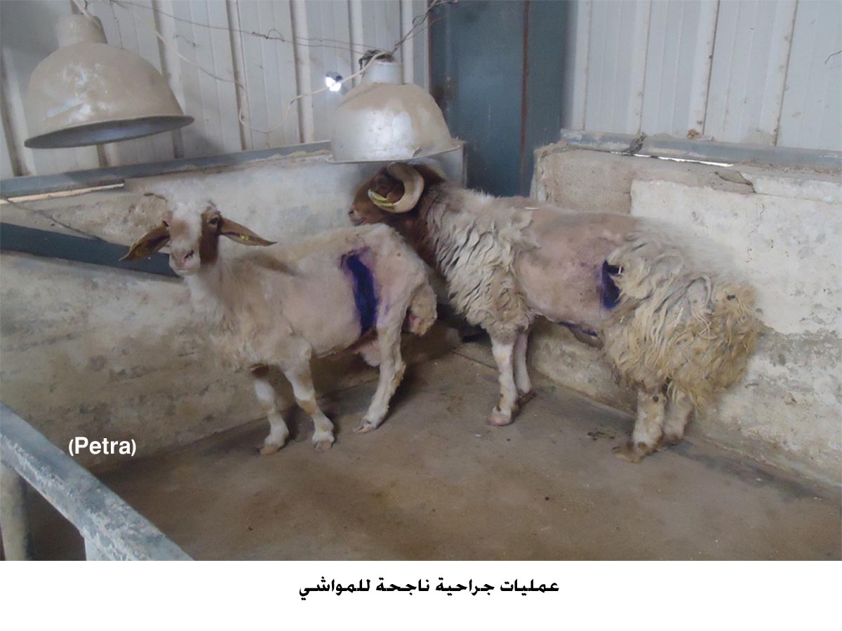 عمليات جراحية ناجحة للمواشي