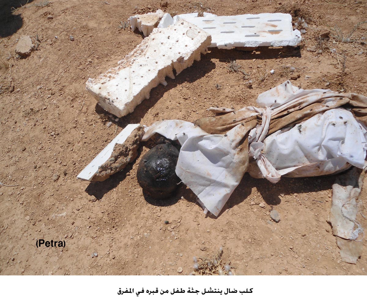 كلب ضال ينتشل جثة طفل من قبره في المفرق