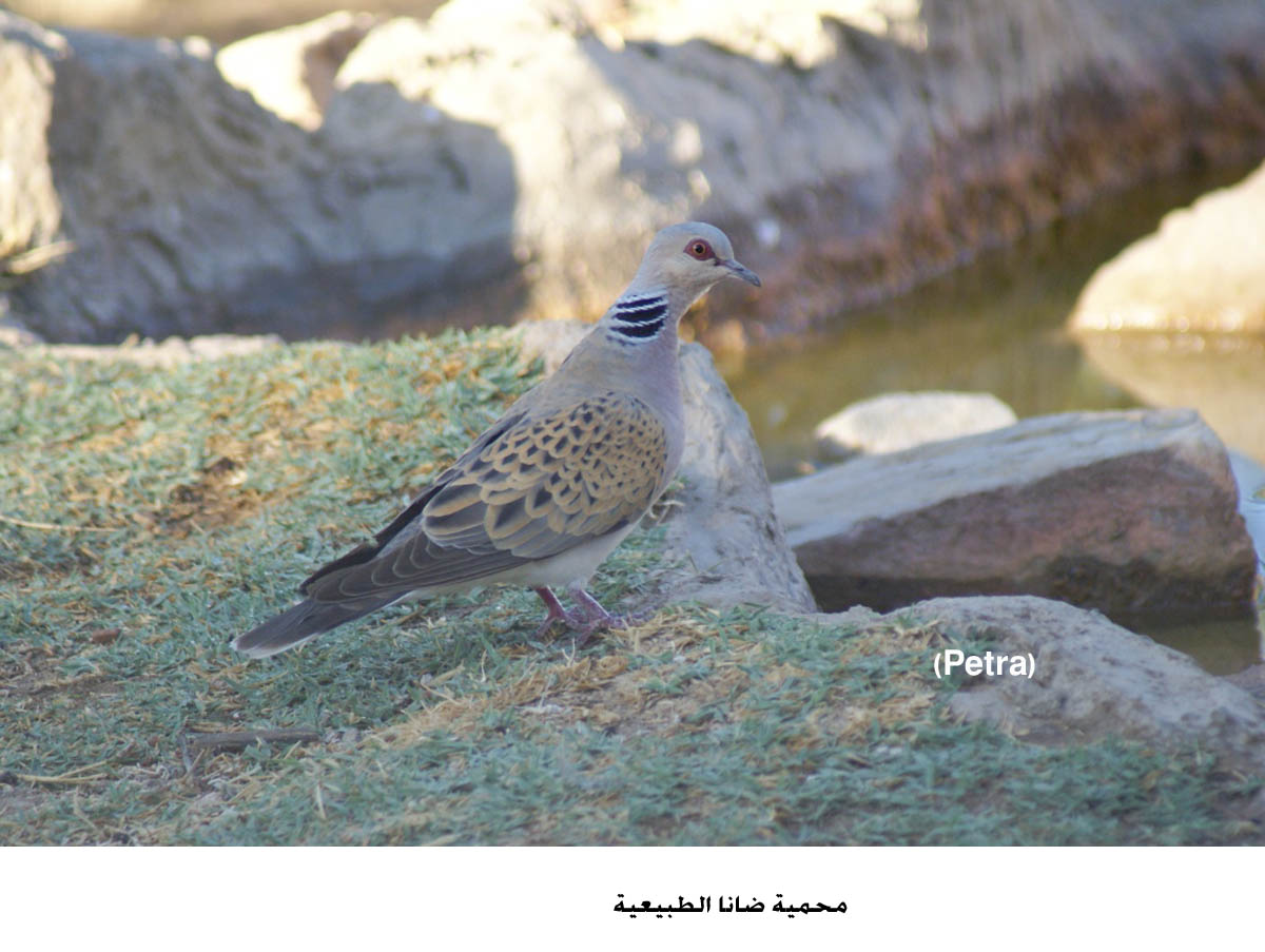 تسجيل 833 نوعا من النباتات في محمية ضانا الطبيعية
