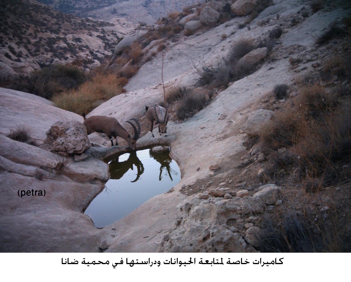 كاميرات خاصة لمتابعة الحيوانات ودراستها في محمية ضانا