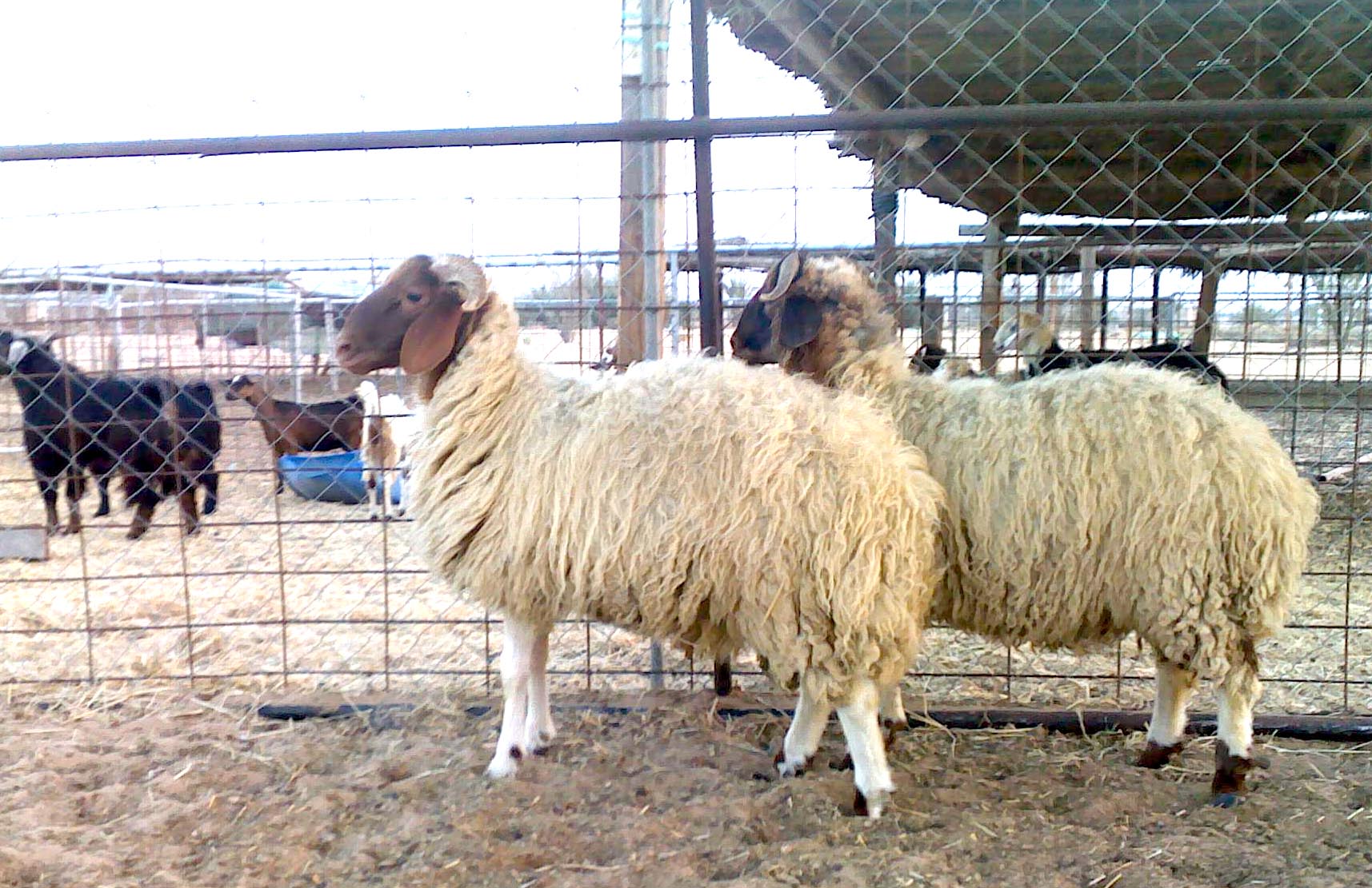 الزراعة:الاضاحي الحية متوفرة بكثرة في الاسواق المحلية حتى عيد الاضحى