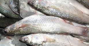 ارتفاع كمية إنتاج الأسماك في المملكة خلال النصف الأول من العام