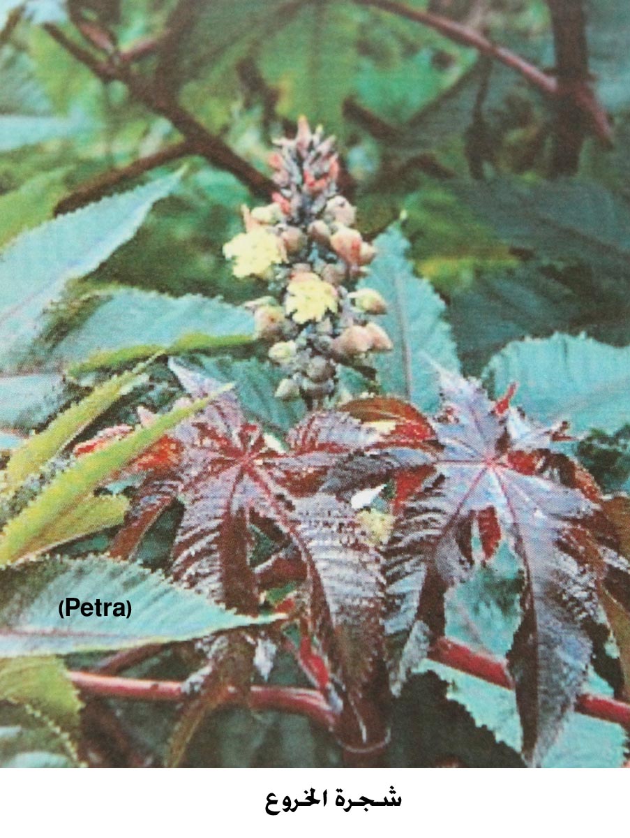 اصابة ثلاثة اطفال بالتسمم في اربد