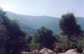 الامم المتحدة تقرر 21 آذار من كل عام يوما دوليا للغابات