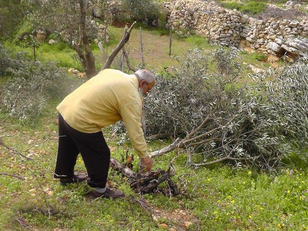 مستوطنون يقتلعون عشرات أشجار الزيتون من أراضي بورين بنابلس