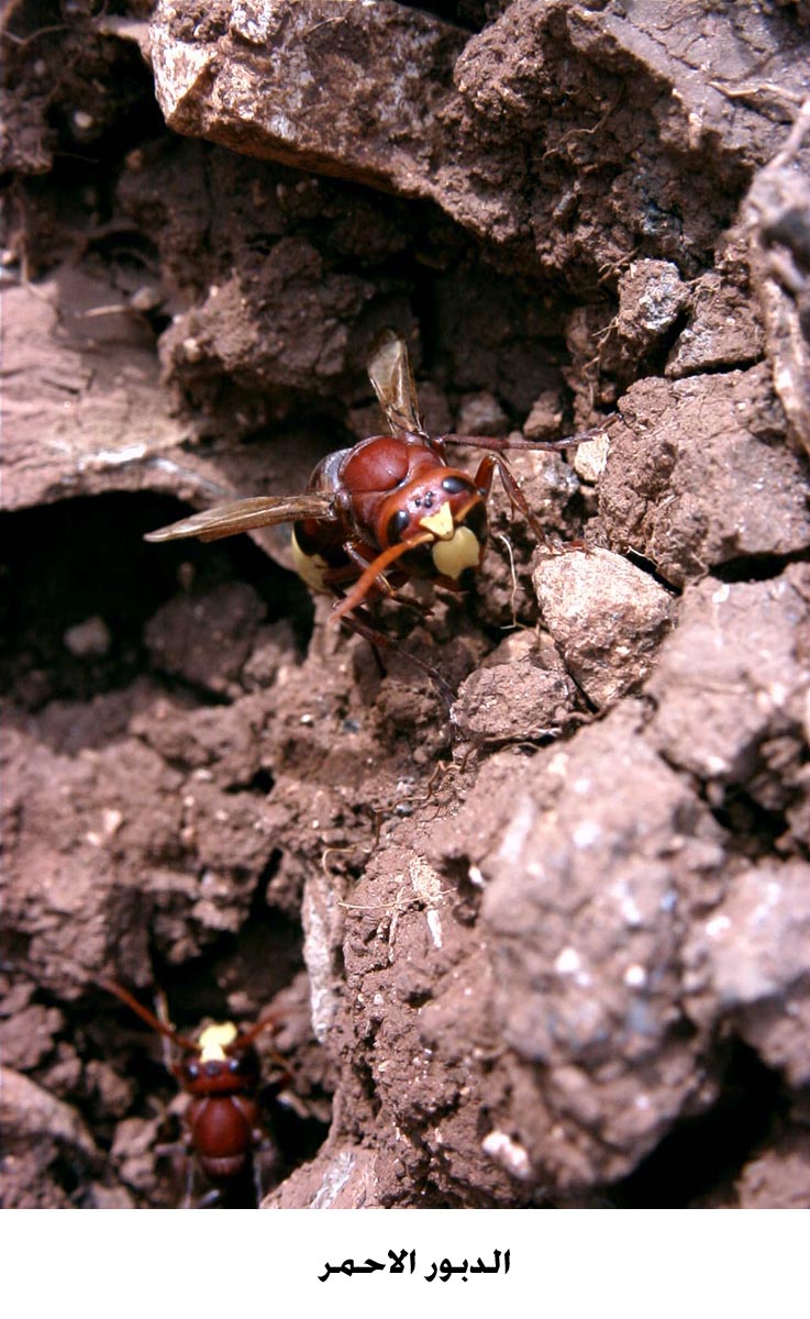 خبير نحل اردني يؤكد قدرة الدبور الاحمر على توليد الطاقة الكهربائية ذاتيا