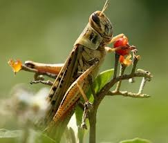 مواطنون يشكون من انتشار الجراد جنوب الطفيلة