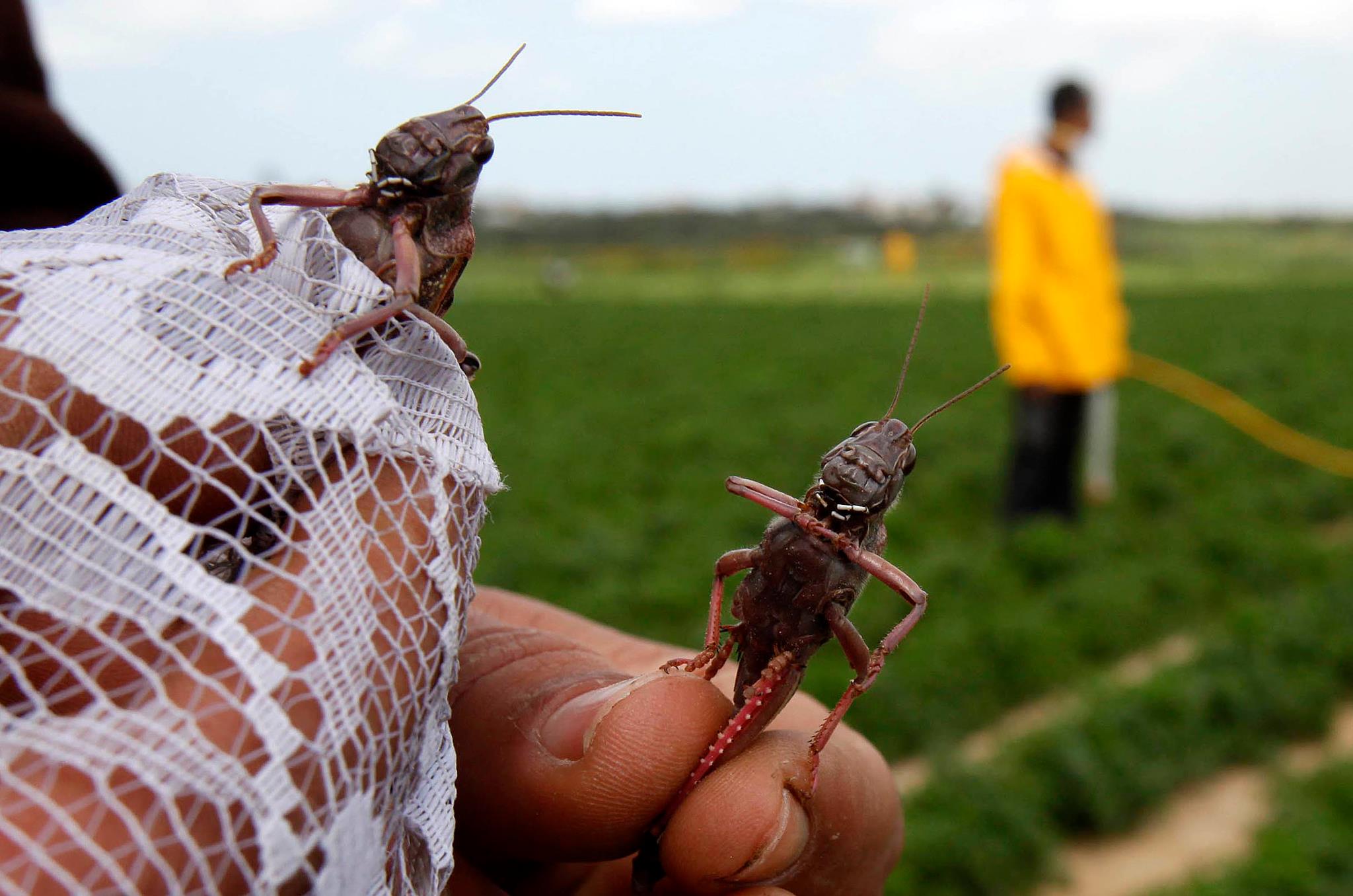 القضاء على مجموعات من الجراد الصحراوي في منطقة غور المزرعة والحديثة