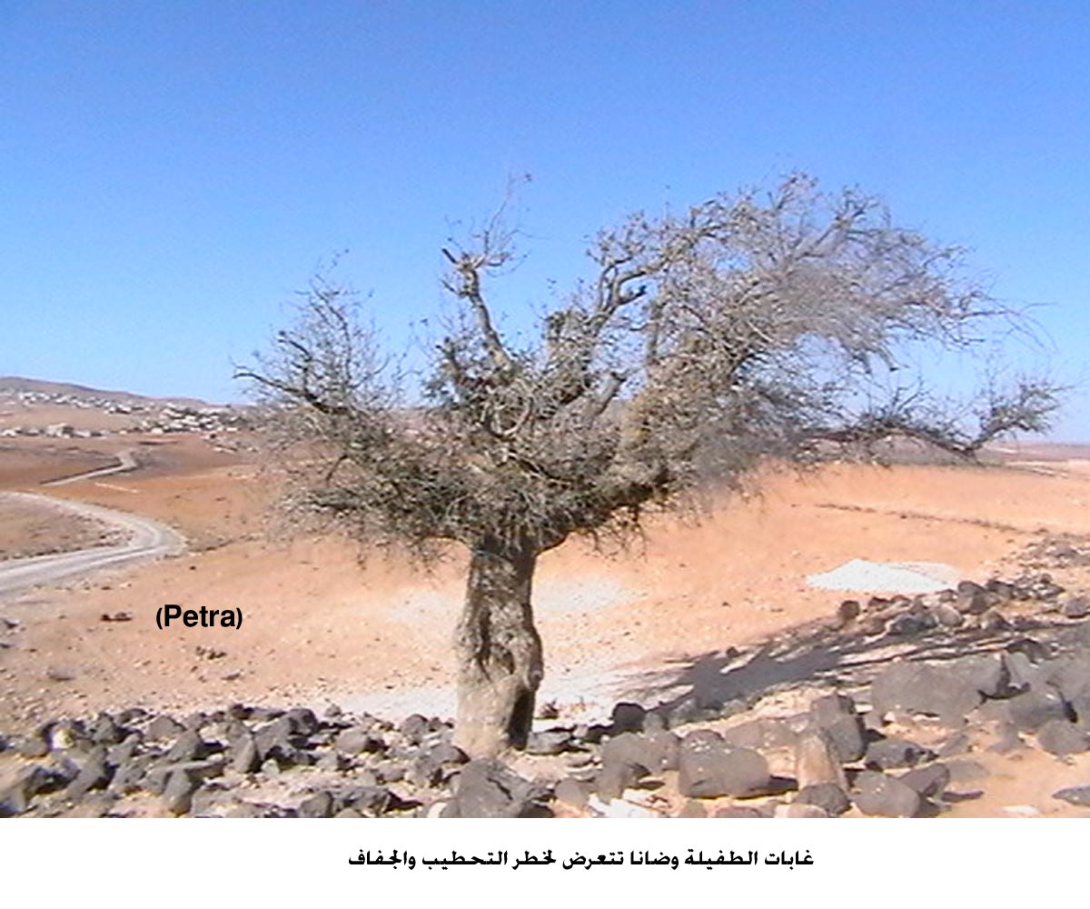 غابات الطفيلة وضانا تتعرض لخطر التحطيب والجفاف