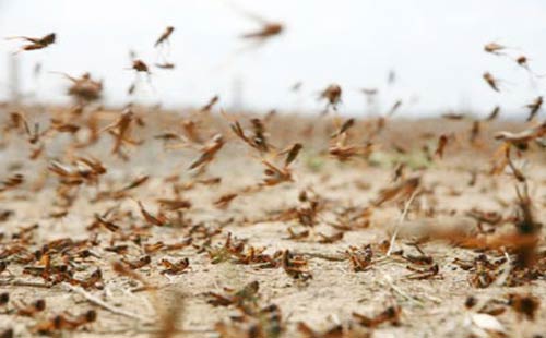 طائرات تقوم بجولتي رش للجراد في منطقتي المشقر وحسبان
