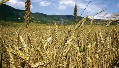 علماء صينيون يفكون الشفرة الجينية الرئيسية للقمح