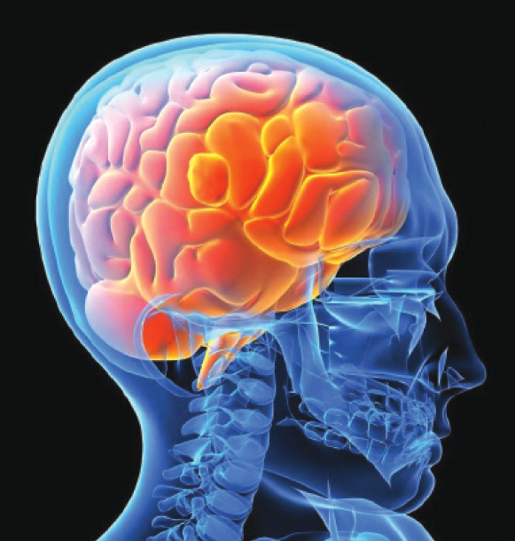 مبادرة اميركية لفك لغز المخ البشري