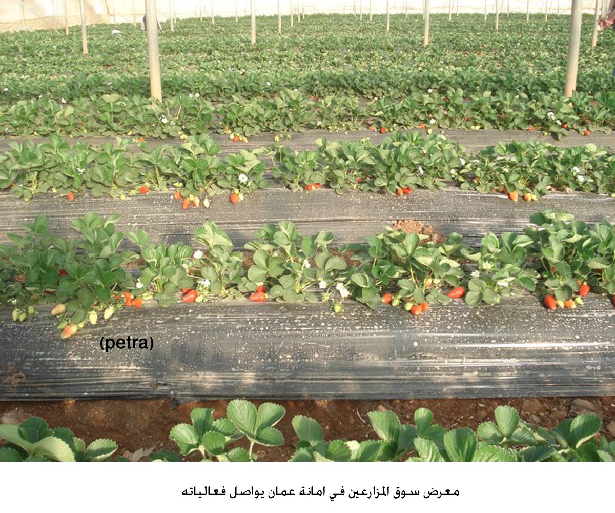 معرض سوق المزارعين في امانة عمان يواصل فعالياته