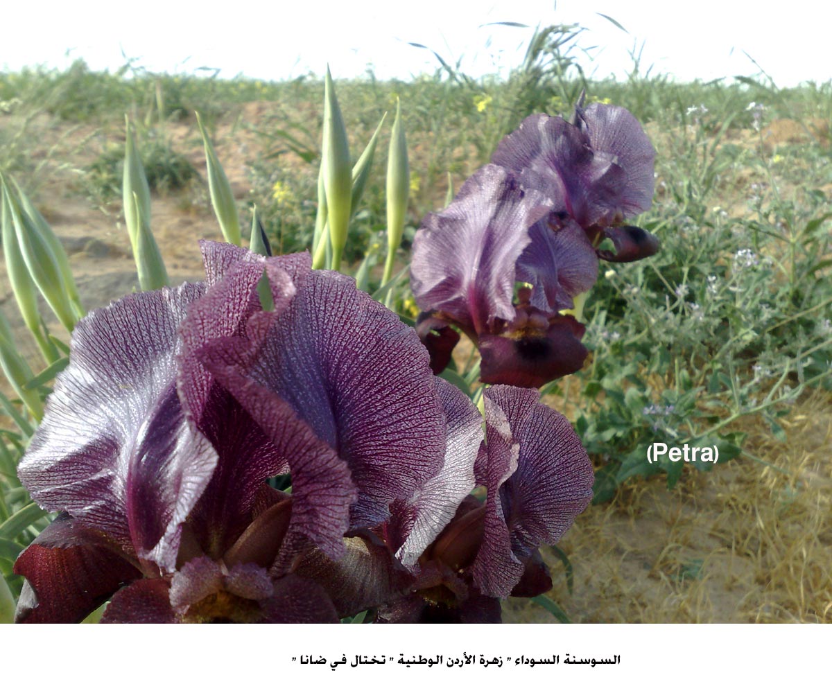 السوسنة السوداء " زهرة الأردن الوطنية " تختال في ضانا "