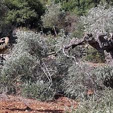 الاحتلال يقتلع اشجار زيتون في يطا وحلحول ويهدم بركسات في حزما والاغوار الشمالية